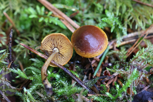 Calocybe naucoria, also called Calocybe fallax, domecap mushroom from Finland, no common English name photo