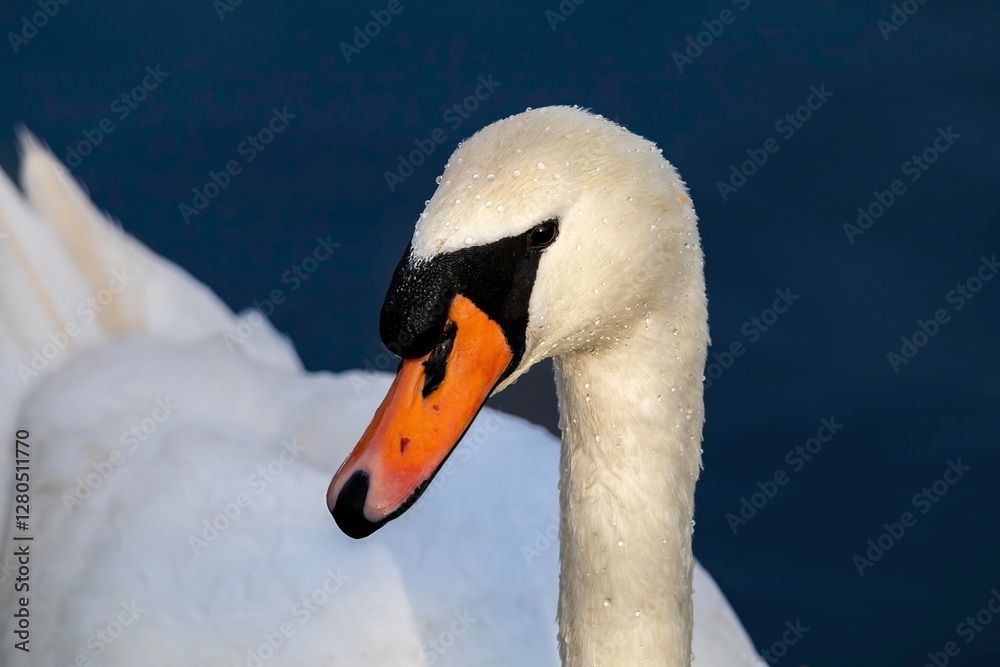 Obraz premium Mute Swan Head Close-up