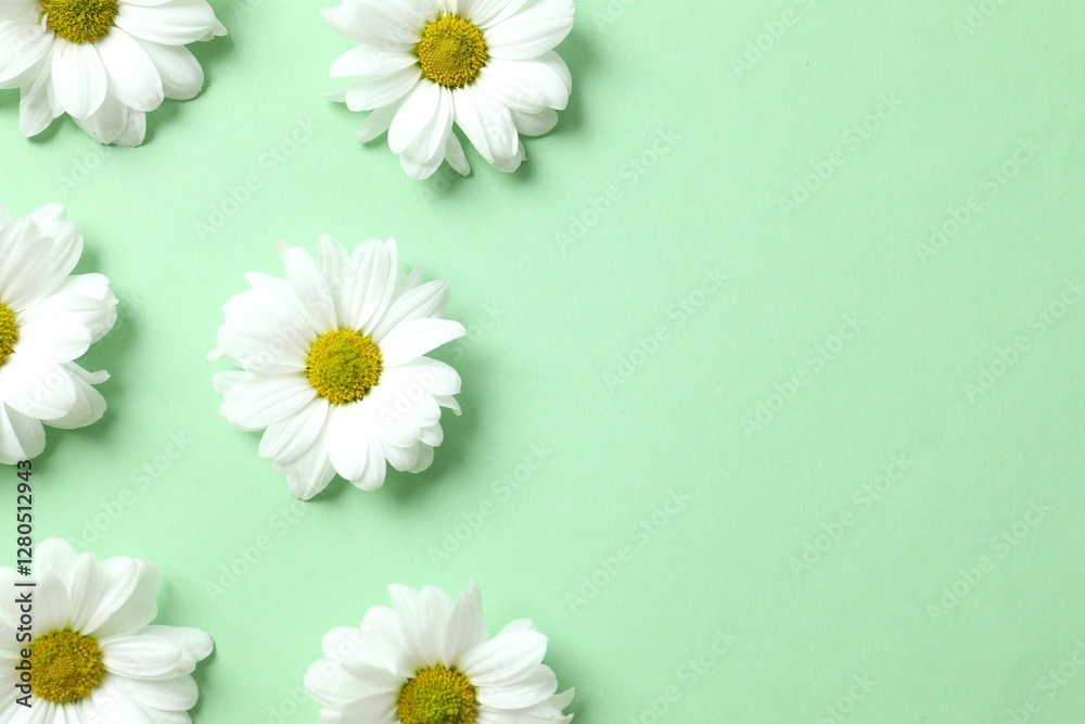 Obraz premium Beautiful chamomile on color background