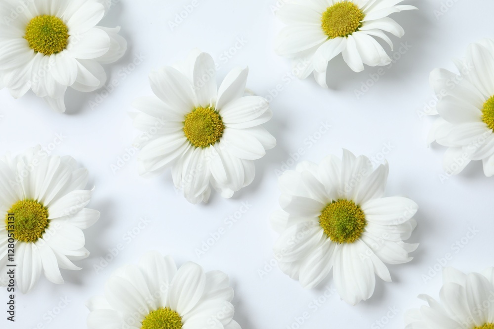 Fototapeta premium Beautiful chamomile on white background