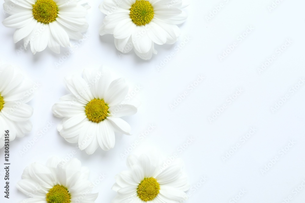 Obraz premium Beautiful chamomile on white background