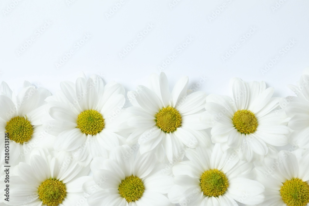 Fototapeta premium Beautiful chamomile on white background
