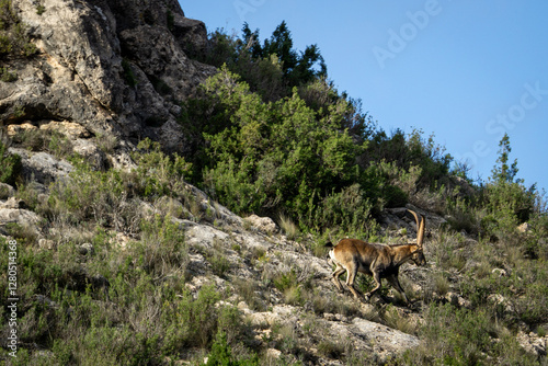 Lone male Iberian ibex with large horns in the low mountains of Oliete on a sunny day photo