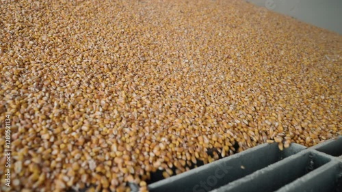 View in slow motion of raw golden-yellow corn kernels being unloaded and falling into the gaps of a metal grate of an industrial grain processing facility