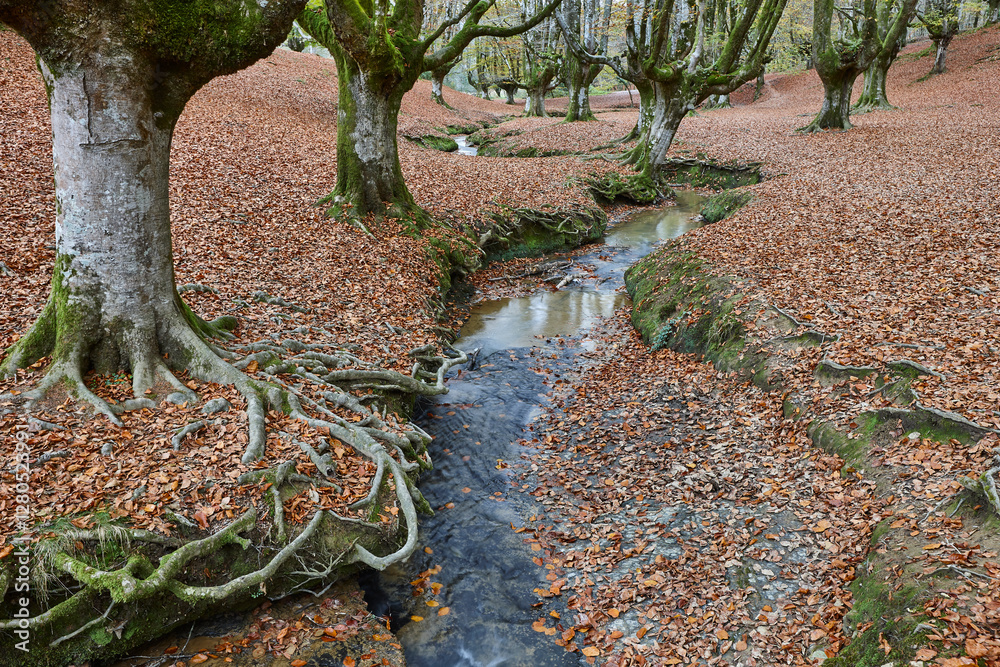 Beech forest in Vizcaya. Otzarreta, Gorbeia park. Autumn landscape. Spain