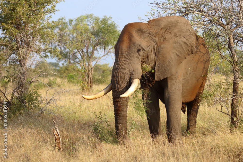 Fototapeta premium Afrikanischer Elefant / African elephant / Loxodonta africana..