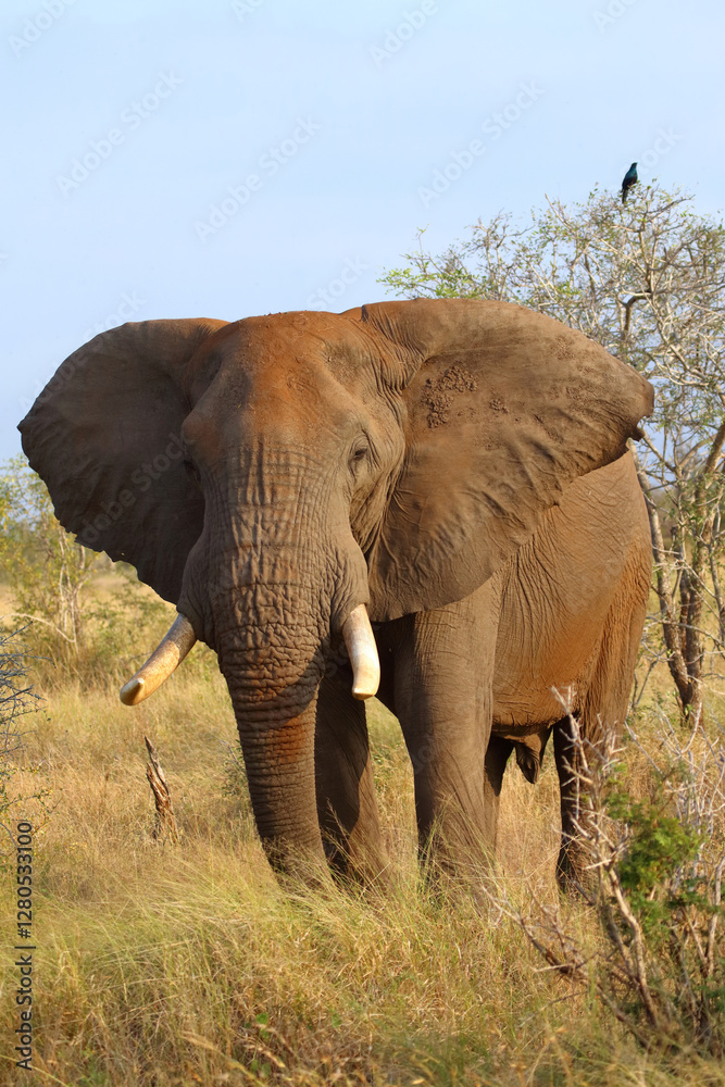 Fototapeta premium Afrikanischer Elefant / African elephant / Loxodonta africana..