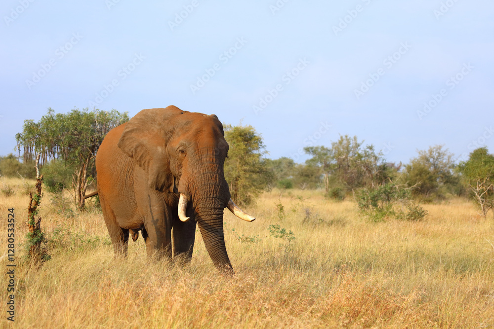 Fototapeta premium Afrikanischer Elefant / African elephant / Loxodonta africana