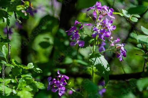 Fiori in primo piano di campo fiorito. Natura, primavera, estate.