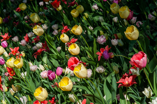 Campo fiorito di Tulipani. Primavera, estate, i colori della natura.