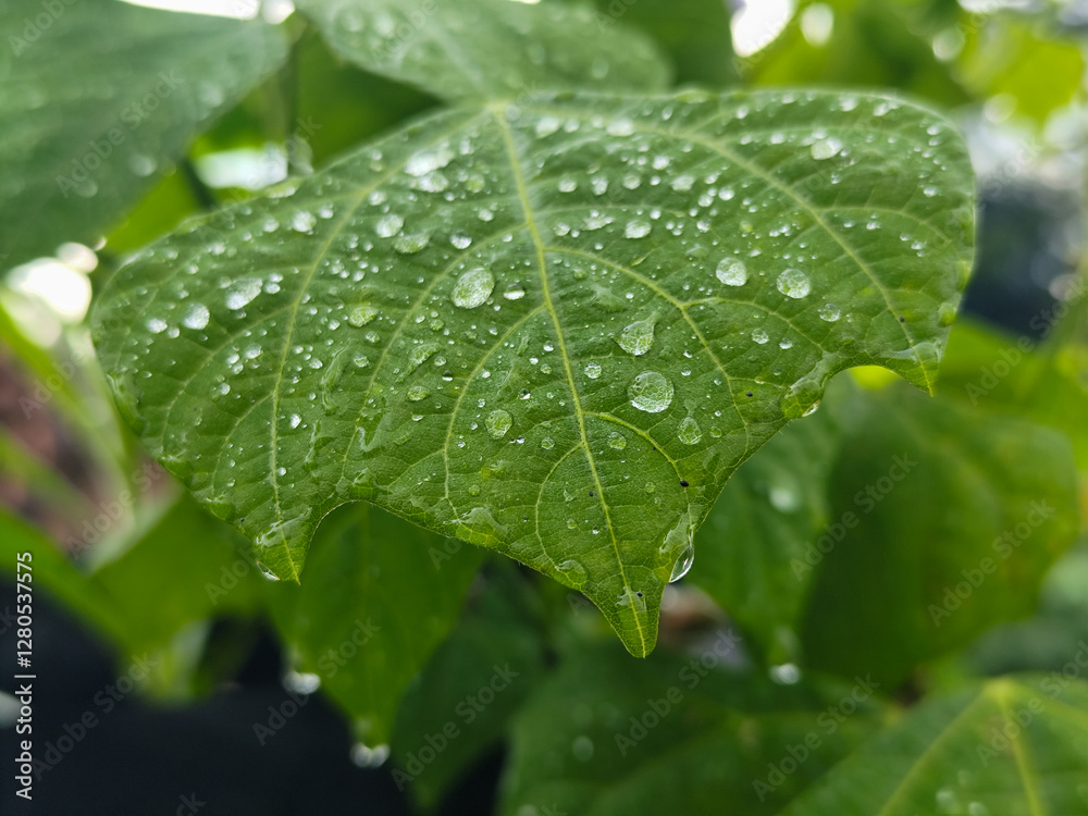 Raindrops on leaves look green and fresh. Wet leaf background. Raindrops on leaves look green and fresh. Wet leaf background.