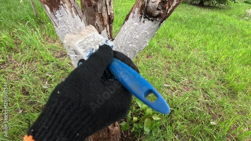 Spring work in the orchard. Coloring of tree bark from pests.