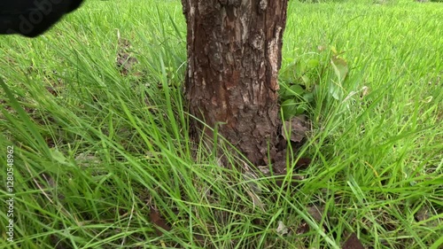 Spring work in the orchard. Stripping tree bark before painting.