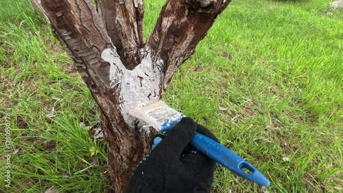 Spring work in the orchard. Coloring of tree bark from pests.