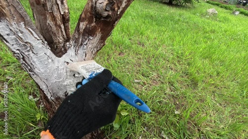 Spring work in the orchard. Coloring of tree bark from pests.