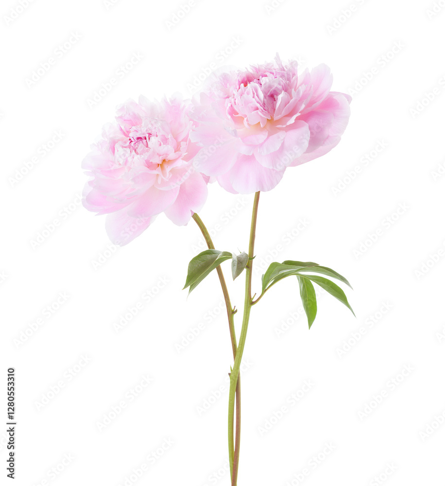 Two light pink Peonies isolated on white background.