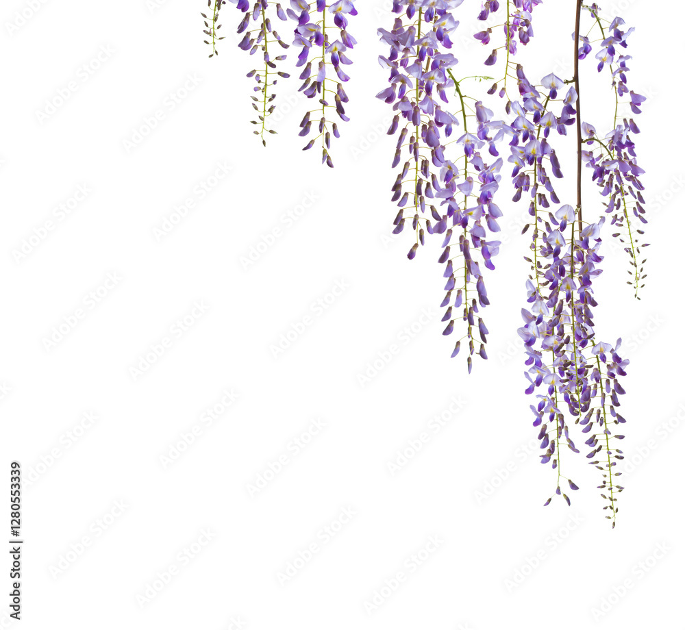 Branches of Wisteria flowers isolated on white background.