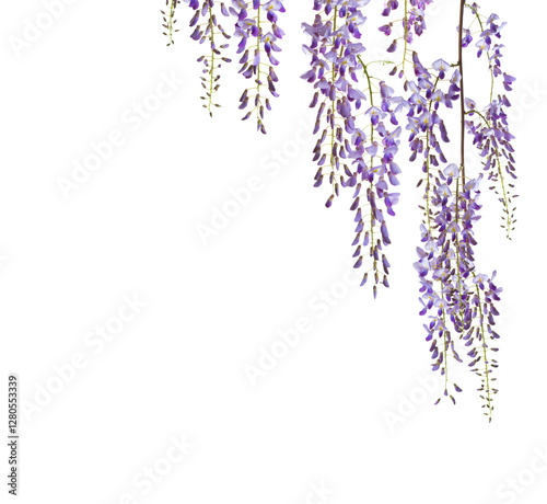 Obraz na płótnie Branches of Wisteria flowers isolated on white background. w salonie