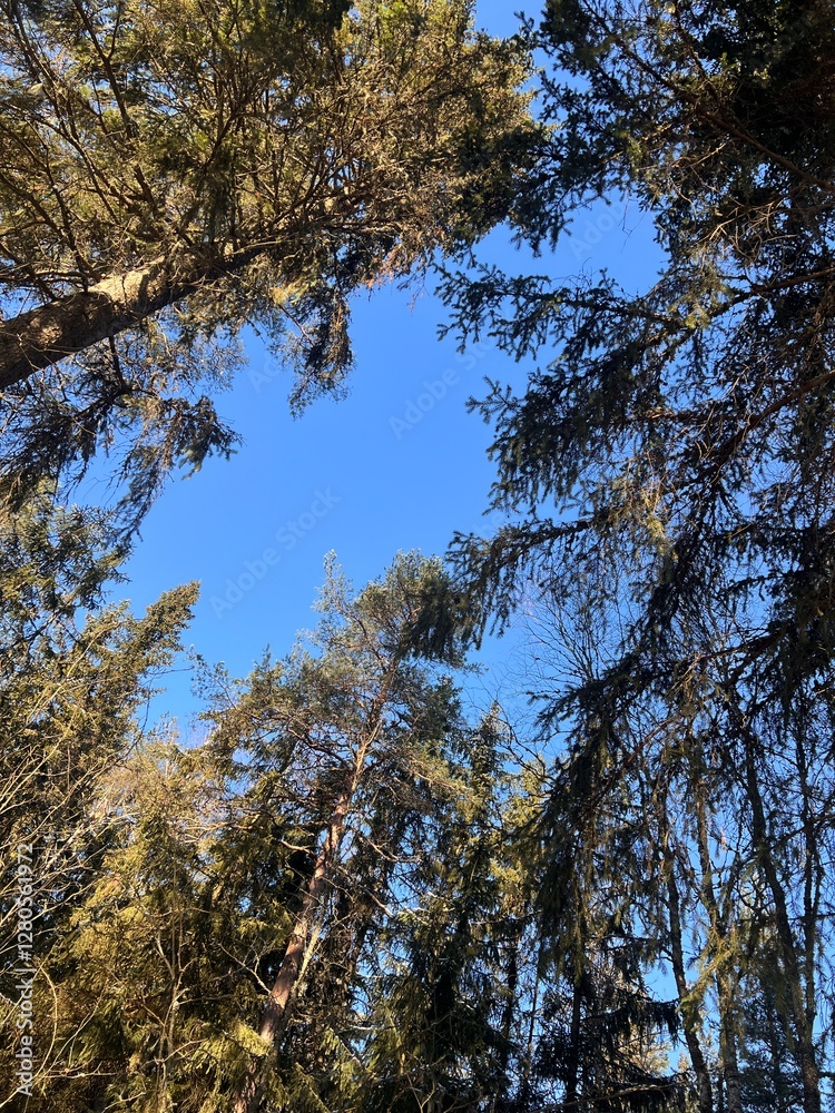 Tall Evergreen Trees Against a Clear Blue Sky in Winter Tall Evergreen Trees Against a Clear Blue Sky in Winter