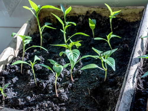pepper seedlings have sprung up in a box on the windowsill in the spring