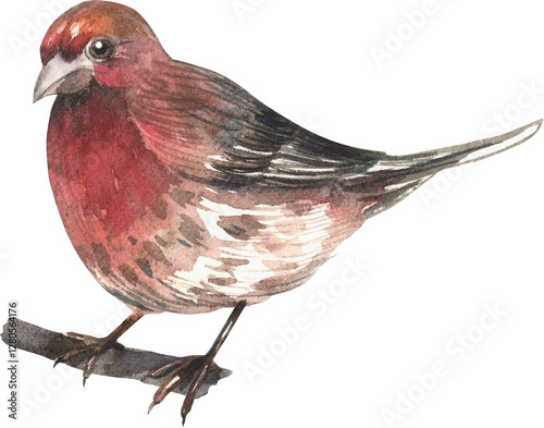 House Finch. 
Watercolor hand drawing painted illustration.