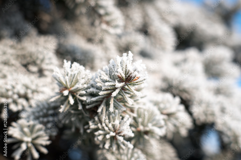 Frost on branches, tree needles, winter accents.