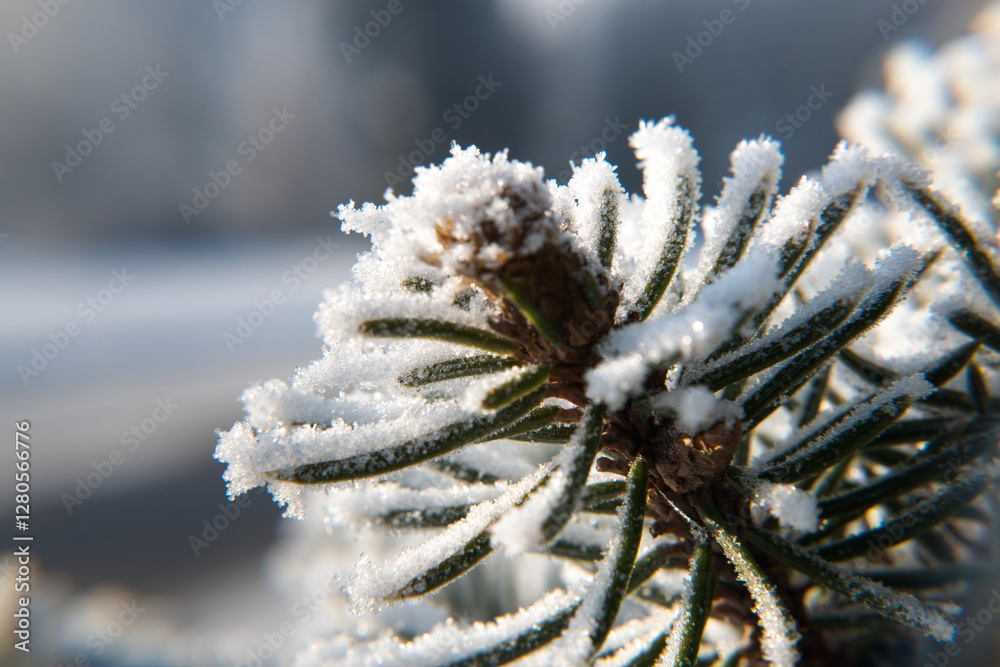 Frost on branches, tree needles, winter accents.
