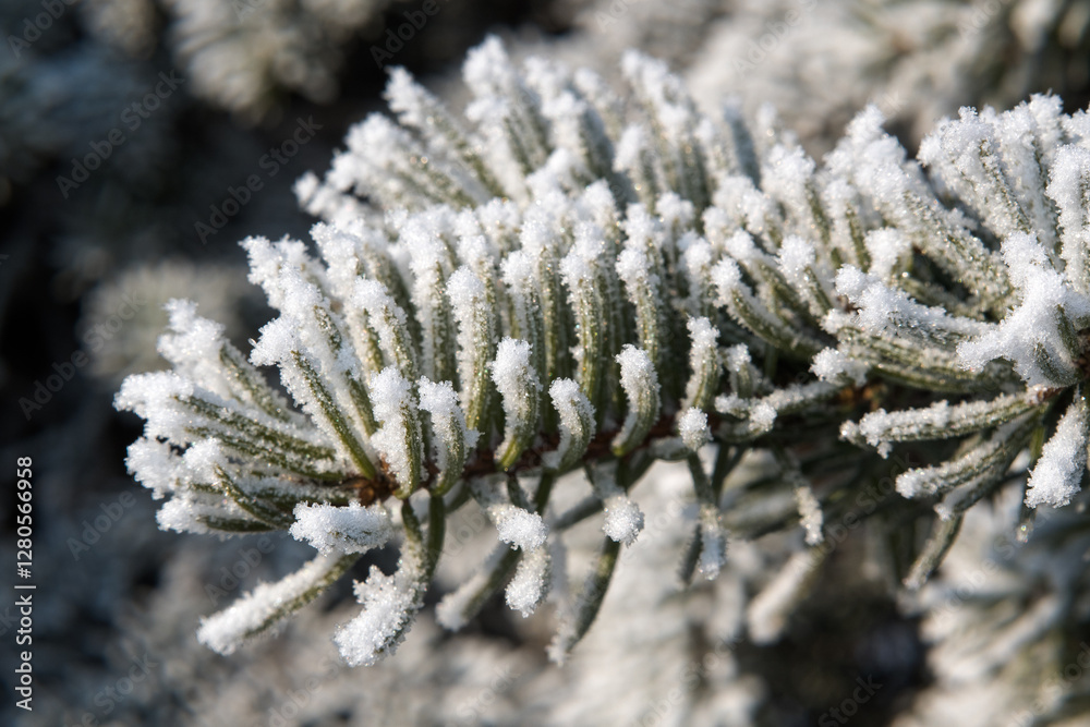 Frost on branches, tree needles, winter accents.