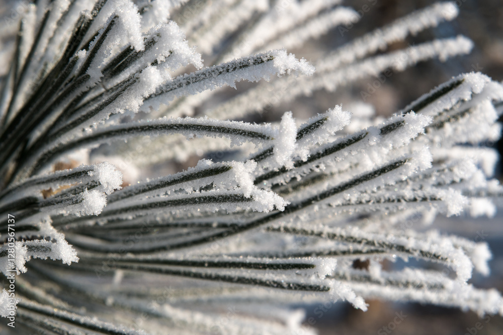 Frost on branches, tree needles, winter accents.