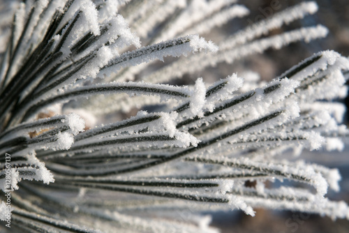 Obraz na płótnie Frost on branches, tree needles, winter accents.
w salonie