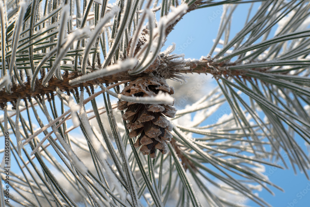 Frost on branches, tree needles, winter accents.