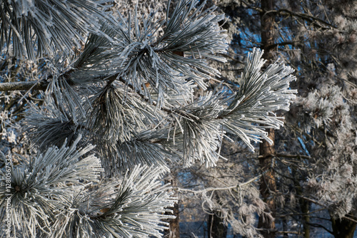 Obraz na płótnie Frost on branches, tree needles, winter accents.
w salonie