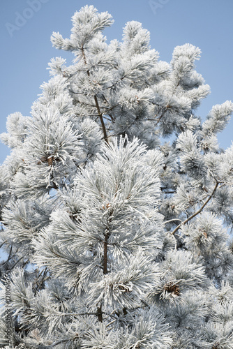 Obraz na płótnie Frost on branches, tree needles, winter accents.
w salonie