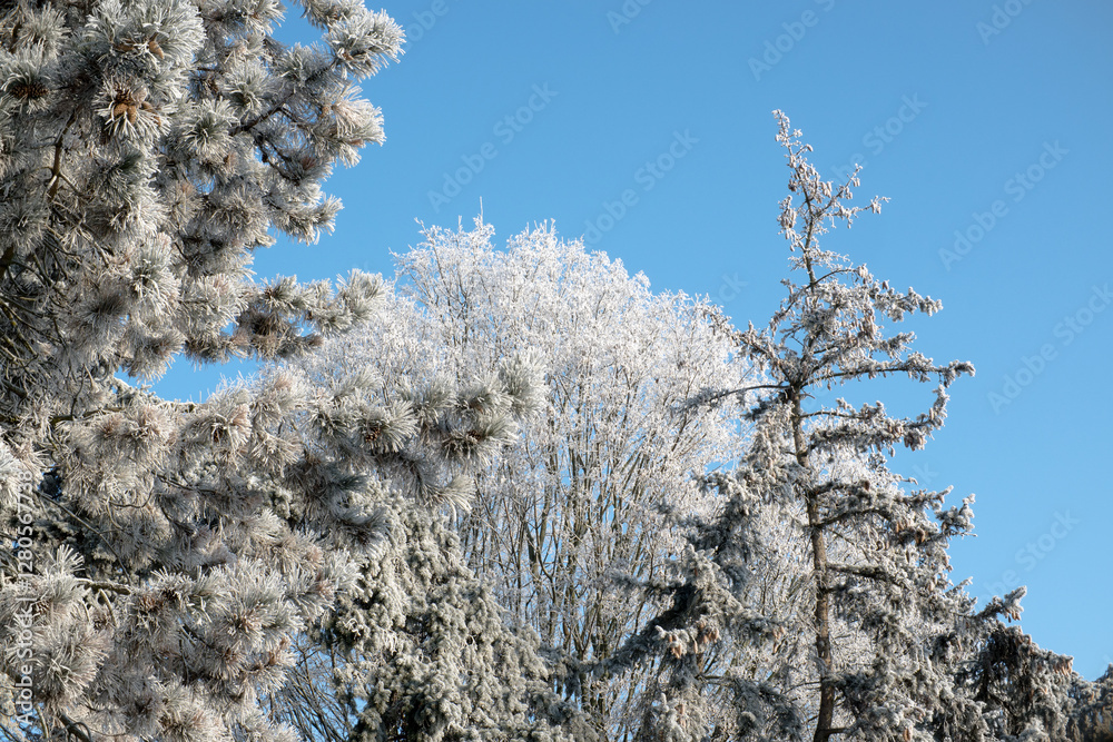 Frost on branches, tree needles, winter accents.