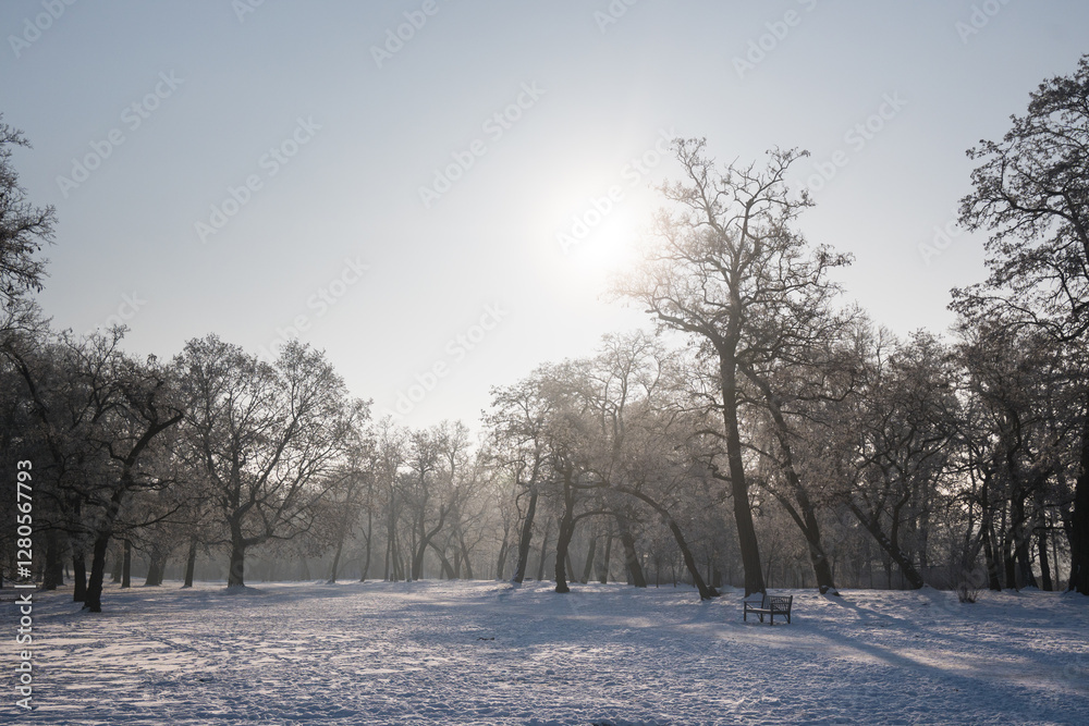 Winter landscape, trees covered with snow and frost.