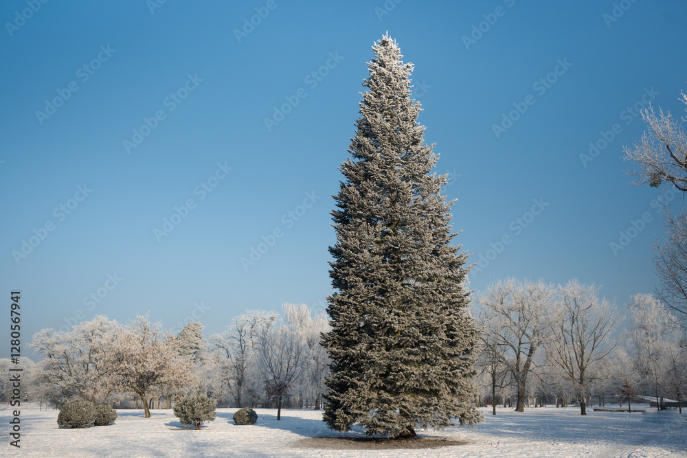 Christmas tree, a large tree specimen. Winter scenery like from a fairy tale.