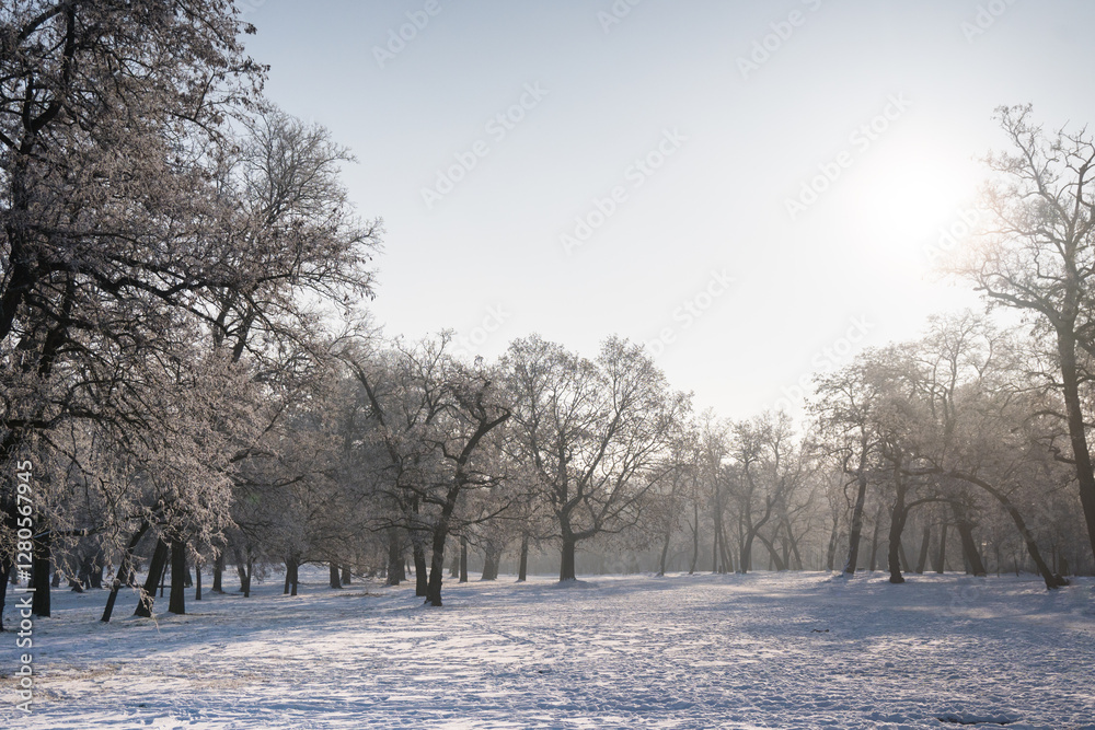 Winter landscape, trees covered with snow and frost.