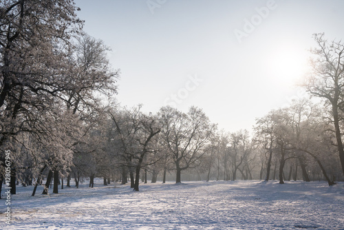 Obraz na płótnie Winter landscape, trees covered with snow and frost.
w salonie