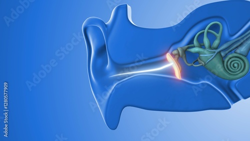 The Physiology of Ear Sound Transmission
