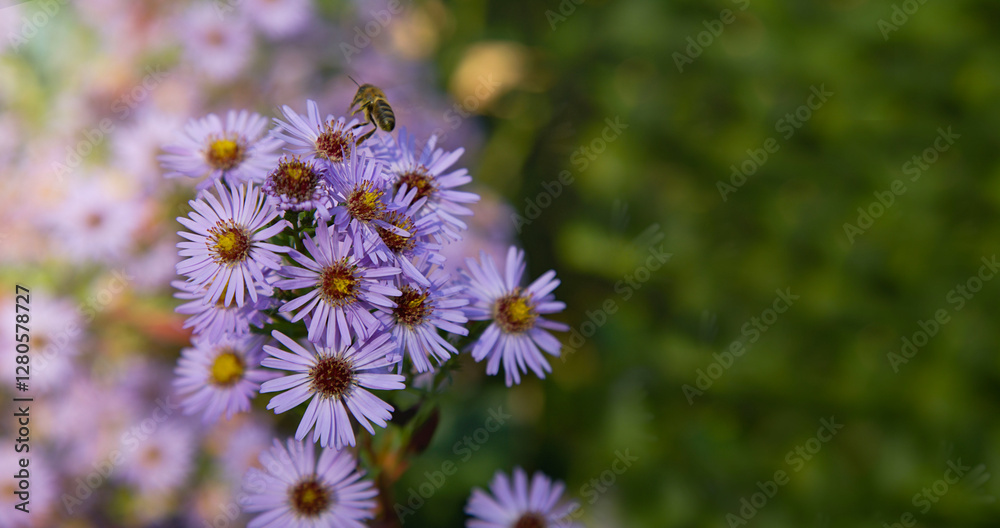 Alpine Aster. Decorative garden plant with purple flowers and a bee. Aster alpinus. Beautiful perennial plant for rock garden. Alpine Aster. Decorative garden plant with purple flowers and a bee. Aster alpinus. Beautiful perennial plant for rock garden.