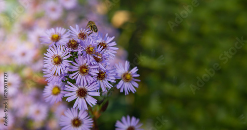 Alpine Aster. Decorative garden plant with purple flowers and a bee. Aster alpinus. Beautiful perennial plant for rock garden.