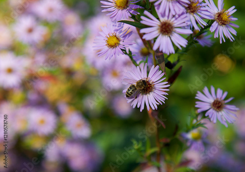 Alpine Aster. Decorative garden plant with purple flowers and a bee. Aster alpinus. Beautiful perennial plant for rock garden.