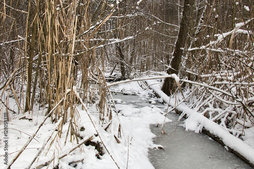 Landscape of frozen stream in dense winter snowy forest on sunny day