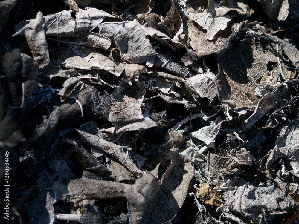 Dry leaves are burnt black and the fibers are visible. Dry leaves are burnt black and the fibers are visible.