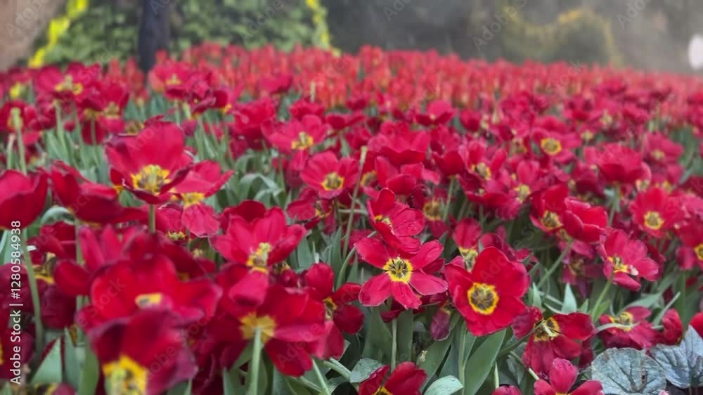 Maroon tulip flowers in full bloom with velvety petals and green stems, surrounded by lush foliage in a vibrant garden.
Maroon tulip flowers in full bloom with velvety petals and green stems, surrounded by lush foliage in a vibrant garden.