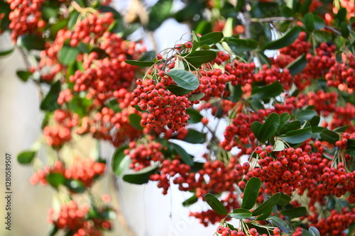 Baies rouges dans un bois