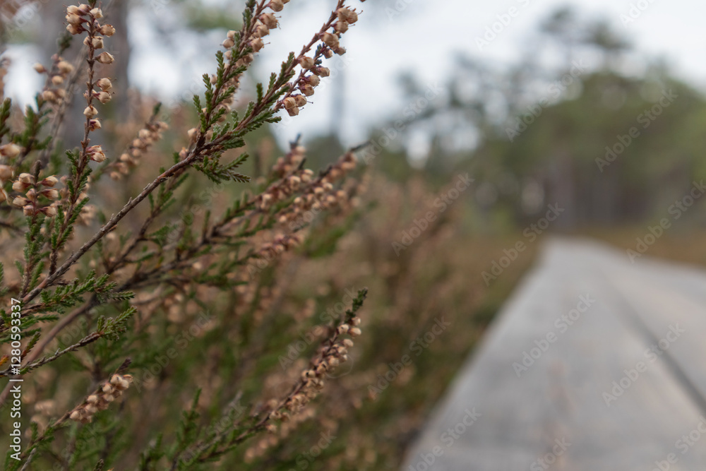 close-up of maroon flowers growing on thin branches and blurred background with path. close-up of maroon flowers growing on thin branches and blurred background with path.