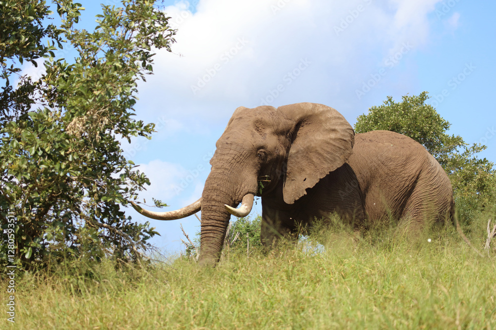 Obraz premium Afrikanischer Elefant / African elephant / Loxodonta africana..