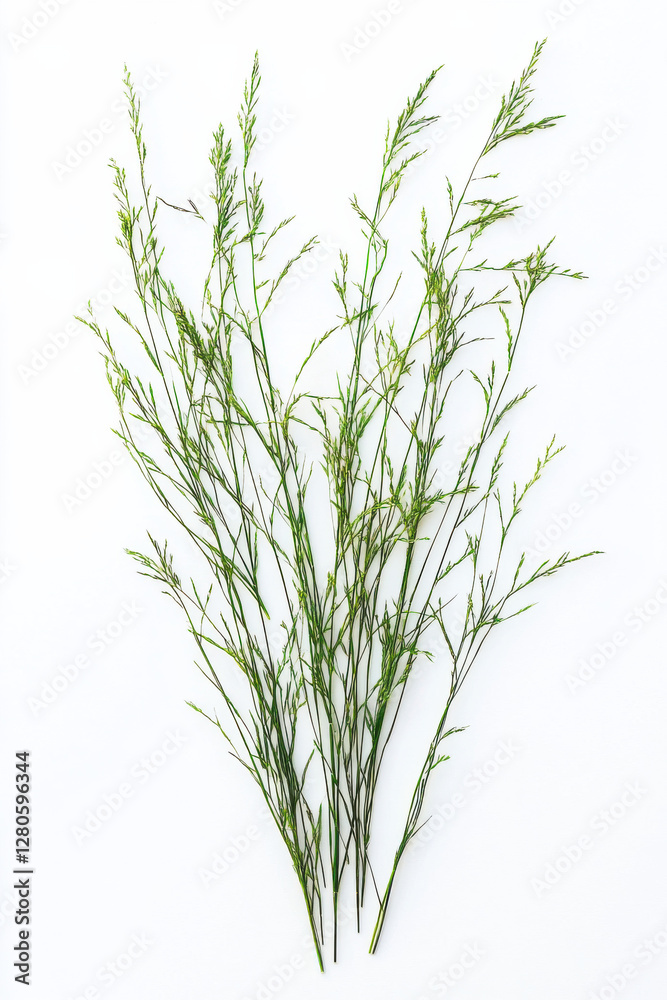 Isolated green grass on a white background Isolated green grass on a white background