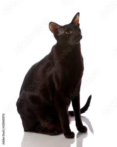 Canvas Print Male brown Oriental Shorthair cat on white background